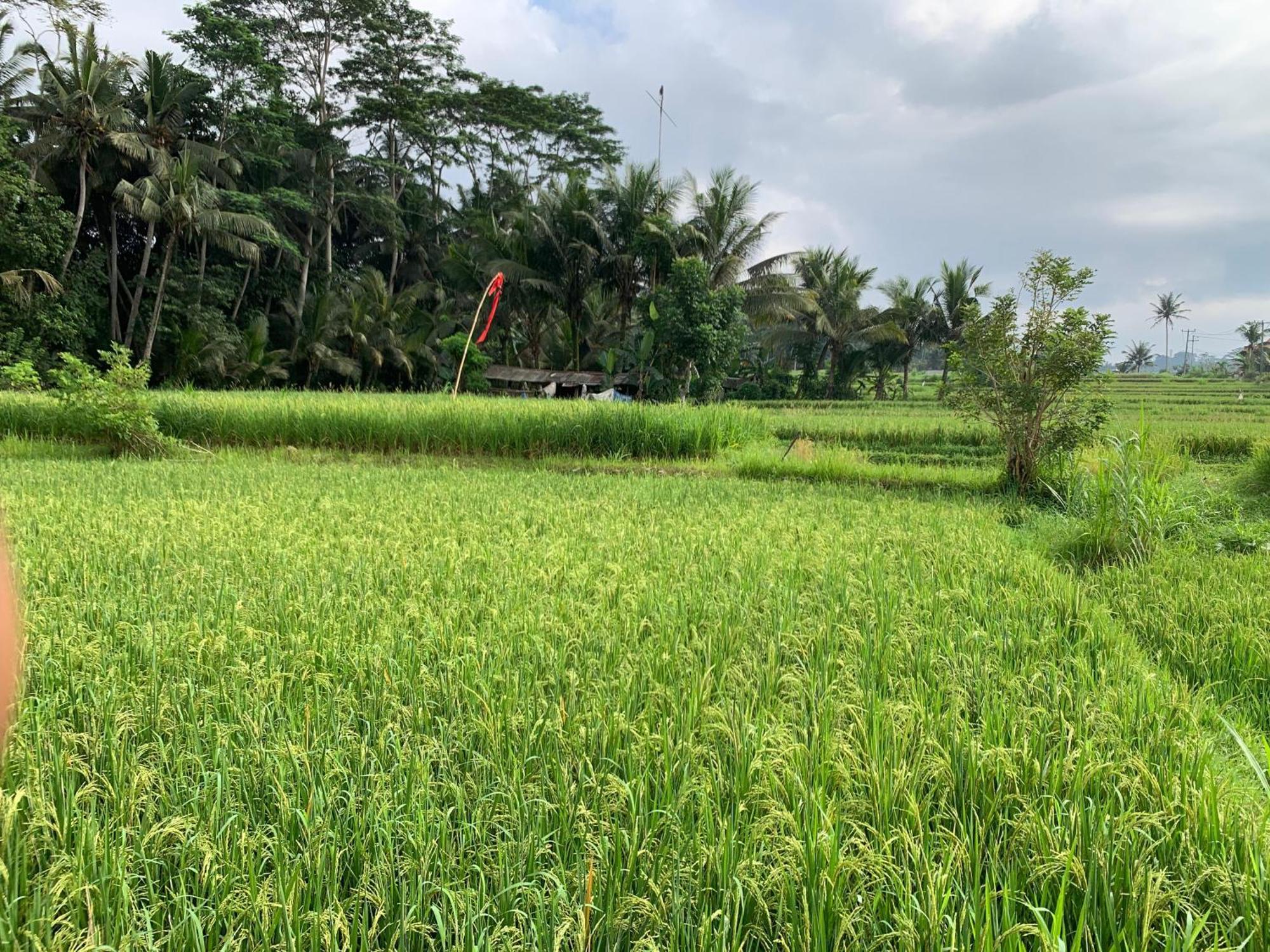 Adi Laxmi Villa Ubud 外观 照片